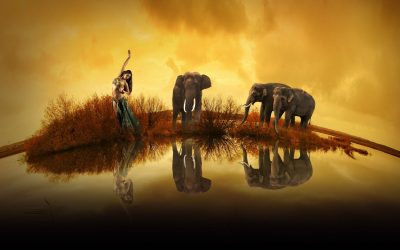 There is an Elephant on the Dance Floor! The Changing World of Bellydance